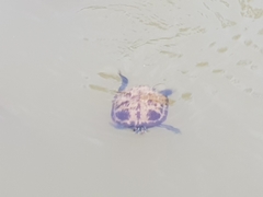 Trachemys scripta elegans