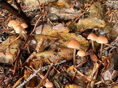 Mycena monticola