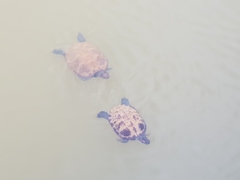 Trachemys scripta elegans