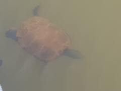 Trachemys scripta elegans