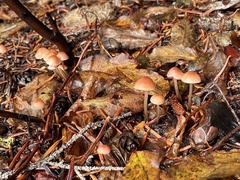 Mycena monticola