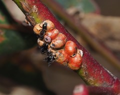 Eriococcus coriaceus