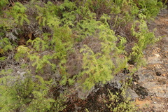Gleichenia dicarpa