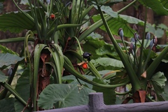 Pterorhinus chinensis