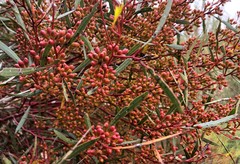 Eucalyptus leptophylla