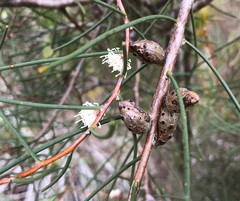 Hakea mitchellii