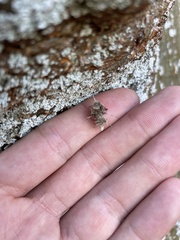 Brachycyttarus griseus