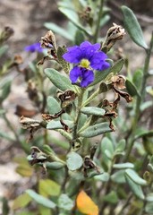 Dampiera lanceolata