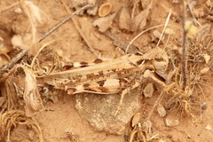 Austroicetes