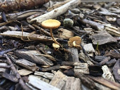Pholiotina gracilenta