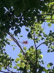 Erythrina corallodendron