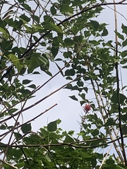 Erythrina corallodendron