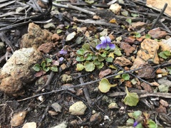 Viola serpentinicola