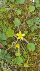 Ranunculus foliosus