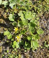 Ranunculus foliosus