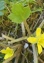 Ranunculus foliosus