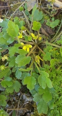 Ranunculus foliosus