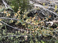 Micrantheum serpentinum