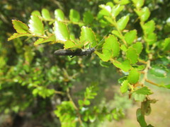 Austroperla cyrene