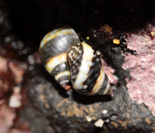 Checkered Periwinkle