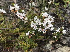 Westringia rubiifolia