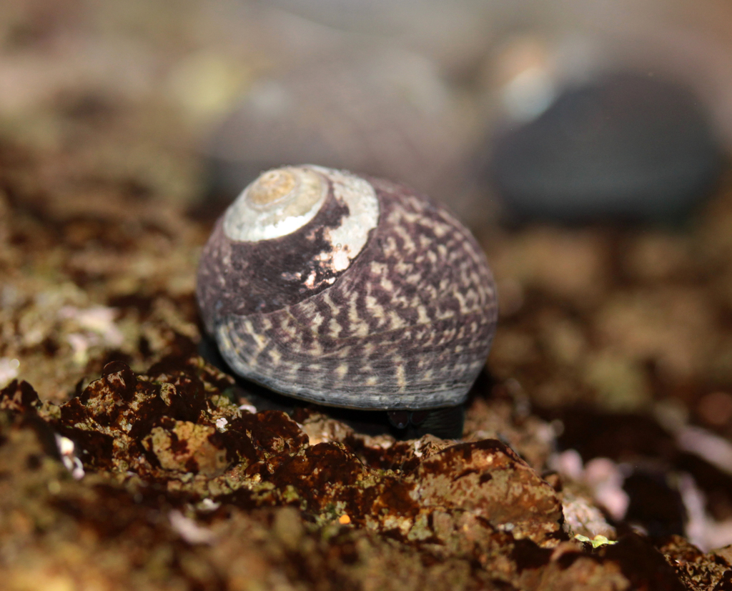 speckled tegula
