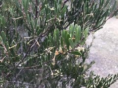 Acacia mucronata dependens