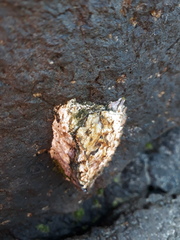 Saccostrea