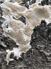 Antrodia heteromorpha