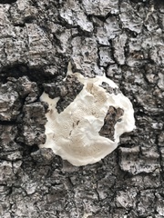 Antrodia heteromorpha