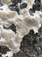 Antrodia heteromorpha