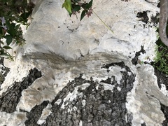 Antrodia heteromorpha