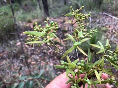 Leucopogon pimeleoides