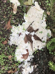 Antrodia heteromorpha