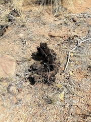 Xerophyta retinervis