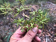 Leucopogon pimeleoides