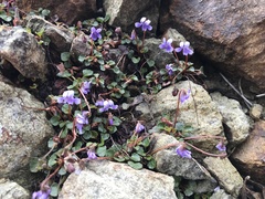 Viola serpentinicola
