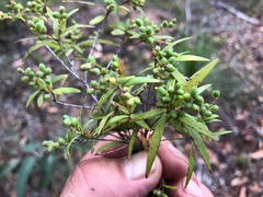 Leucopogon pimeleoides