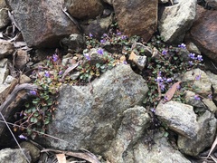 Viola serpentinicola