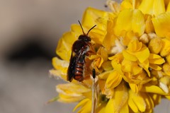 Rhodanthidium