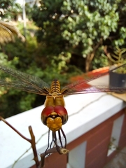 Urothemis signata