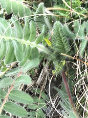 Astragalus exscapus
