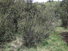 Pimelea pauciflora