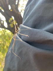 Schizocephala bicornis