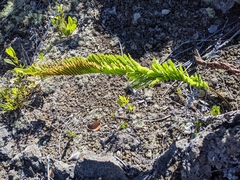 Polypodium pellucidum vulcanicum