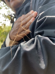 Schizocephala bicornis