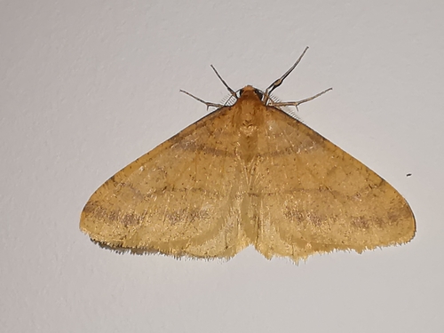Scarce Umber Moth, 7845 TP Holsloot, Nederland, photo 9 of 10
