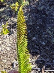 Polypodium pellucidum vulcanicum