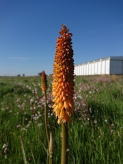 Kniphofia ensifolia