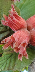Corylus avellana